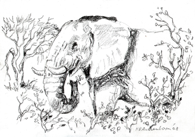 Bild Elefant im Busch von Uli Aschenborn